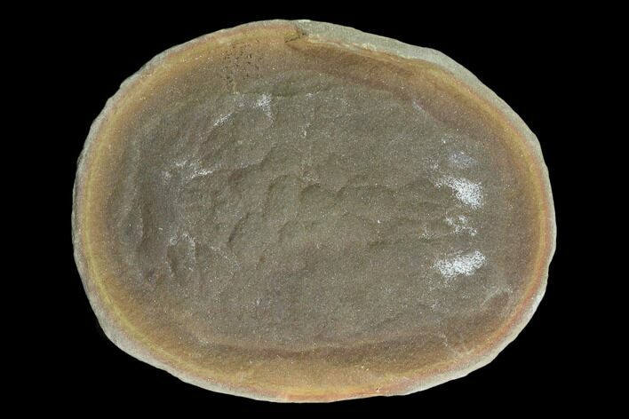 Fossil Jellyfish (Essexella) Pos/Neg - Illinois #120710